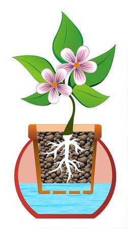 Гідропоніка оперативно вводить життєво важливу для рослин воду, поживні речовини, а також повітря до коріння конопель через субстрати, в результаті виходить швидше росте і