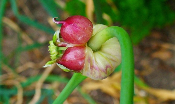Після цвітіння кожна квітка утворює повітряну цибулину (так звану бульбочку), використовувану для розмноження