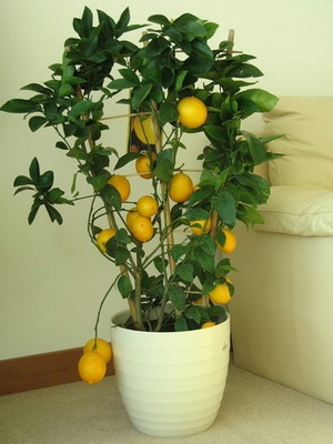 Під час догляду за домашнім лимоном рослина в період зростання один раз в два тижні підгодовують комплексним мінеральним добривом