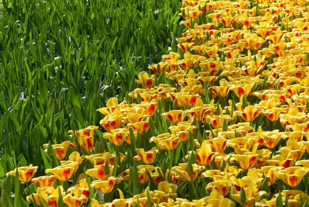 Майже гектар тюльпанів виростили фермери недалеко від Каховки