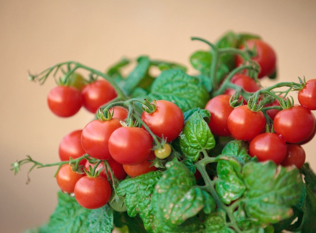 Помідори черрі - це різновид томатів, відмінною рисою яких є невеликий розмір плодів