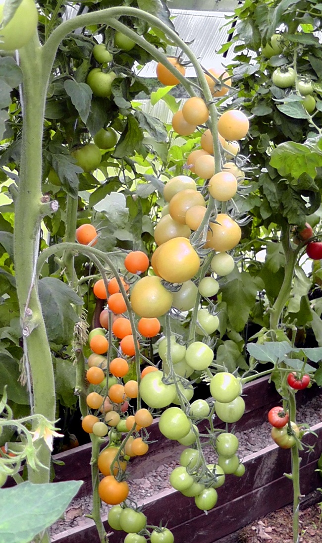Подальший догляд за томатами полягає в своєчасних поливах і в мульчировании грунту