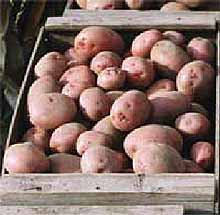 Помідори і картопля відносяться до одного сімейства пасльонових, тому вони можуть бути щеплені один на інший