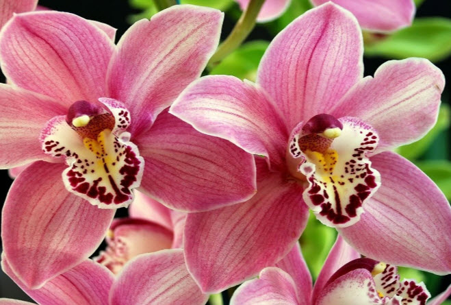 цвітіння орхідеї