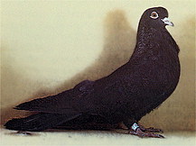 Високольотні ГОЛУБИ, група голубів, основним критерієм відбору при виведенні яких була висота і тривалість польоту