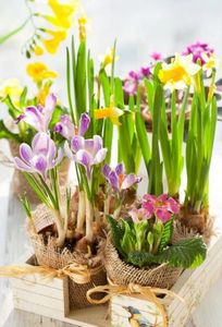 Крокус - ласкавий первоцвіт, що вже велика кількість століть приваблює любителів квітів красою бутонів