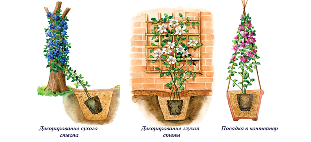 Особливості використання клематисів в садовому дизайні: