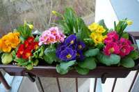 Про те, як правильно вибрати   ящики балконні для квітів   читайте в іншій статті на нашому сайті