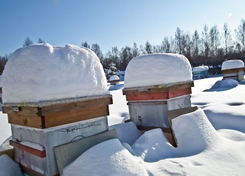 Бджільництво - складне ремесло, підходити до якого треба з усією відповідальністю