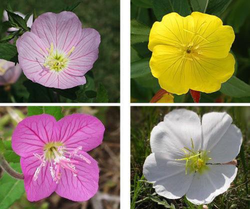 На сьогоднішній день налічується близько 80 видів енотери, які відрізняються висотою і забарвленням квіток