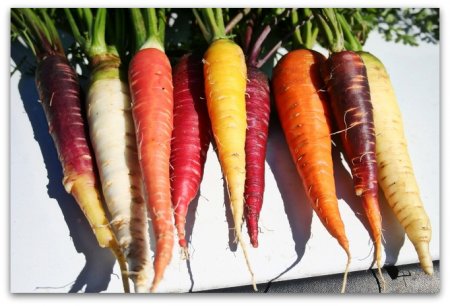 Морква - неймовірно корисний коренеплід, джерело каротину
