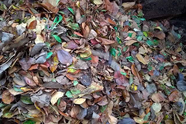 ♦ По темі:   Торішні опале листя на нашій ділянці цієї весни