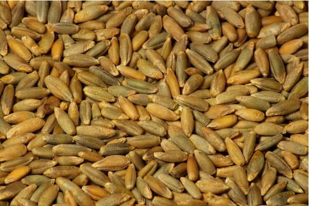 Обробка грунту під озиму жито