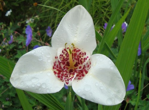 Тігрідія Альба - сорт відрізняють білі великі квіти, діаметр яких може досягати 15 см