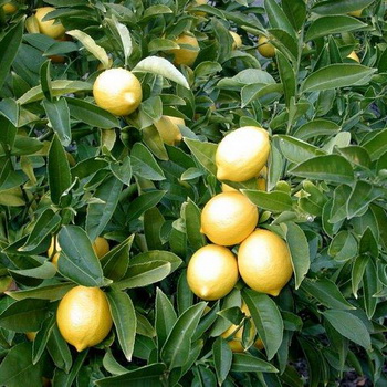 Всього лише посадивши в горщик кісточку лимона, можна домогтися цвітіння і плодоношення