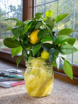 Для вирощування лимонів в кімнатних умовах кращі сорти: