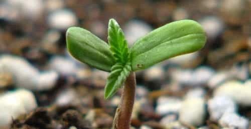 Через кілька днів рослина вийде з-під землі, і ви можете подумати, що ви посадили інший вид рослини без наміру, тому що перші листя канабісу не схожі на листя марихуани, відомі на фотографіях - вони ростуть тільки пізніше