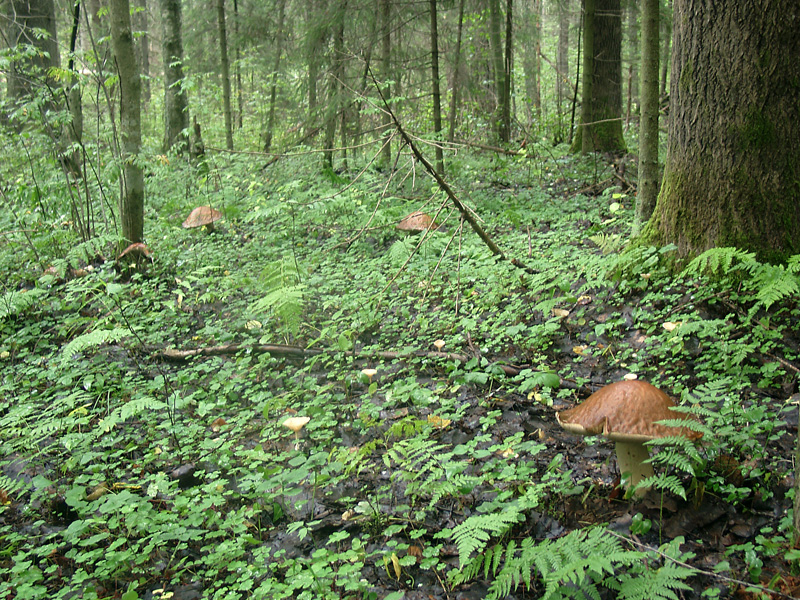 Перерахуємо лише найбільш популярні їстівні гриби, які збирають в Підмосков'ї