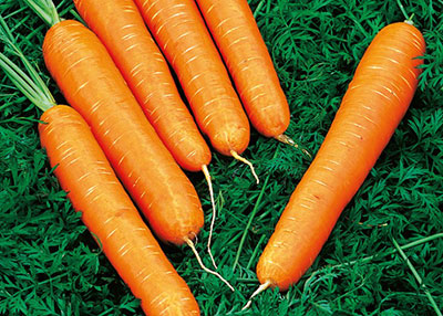 Кількість насіння під час посадки цілком залежить від того, яке у дозрілої моркви призначення