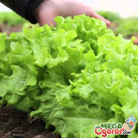 Особливості вирощування листового салату