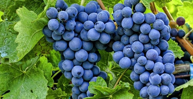 В даний час суперфосфат для винограду застосування, якого актуально для всіх регіонів нашої країни, випускається в різних формах