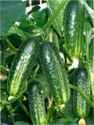 В даний час виведені нові гібриди огірків, вирощуючи які по ЕМ технологіям можна виростити урожай високоякісних плодів до 30 кг з куща за сезон