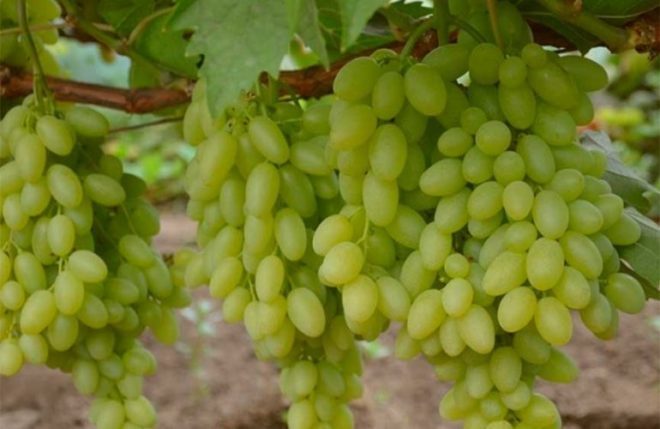 Сорт винограду Століття виведений в США, спочатку називаючись Сентеньел Сідліс (Centennial Seedless або бессемянним століття)