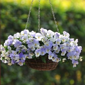 Віола   (Фіалка садові) - рослина, з яким варто познайомитися початківцям квітникарям-любителям