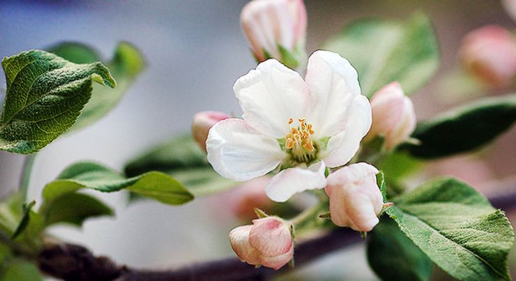 В кінці весни, коли на яблуні з'являються перші листочки, її необхідно обробити спеціальними розчинами, покликаними захищати плодові дерева від шкідників і захворювань