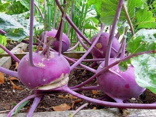 Навесні або восени при перекопуванні грунту корисно удобрювати її перегноєм або компостом