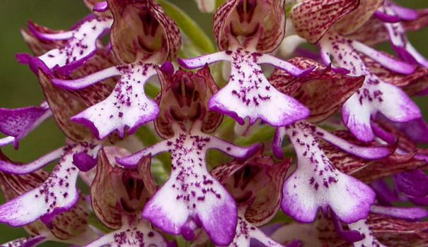 Орхідея відрізняється специфічною будовою квітки