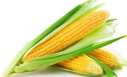 Кукурудза - сільськогосподарська, універсальна, зернофуражна культура з дуже високим урожаєм