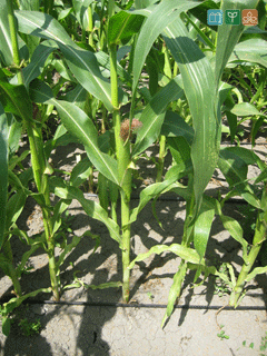 Урожайність кукурудзи при використанні крапельного зрошення можна збільшити аж до 60-70%, що є досить великим показником