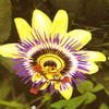 За оригінальність і красу цвітіння пасифлора носить ще кілька назв: це пасифлора і Кавалерском зірка