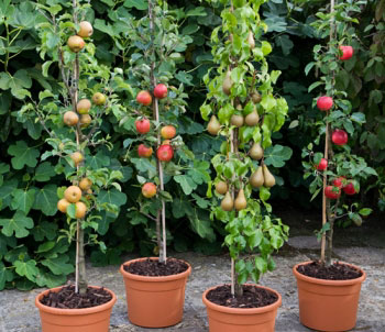 Шпалерний (кордони, плоский) метод вирощування плодових дерев зародився у Франції і Бельгії