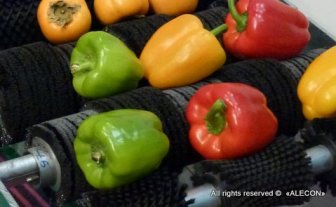 Вітчизняний ринок насіння перцю пропонує великий вибір найрізноманітніших видів