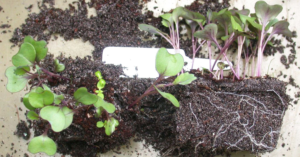 Правильне вирощування розсади капусти - запорука рясного і смачного врожаю