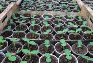 Правильне вирощування розсади огірка для теплиці включає в себе комплекс агротехнічних заходів, які дозволяють отримати міцні і загартовані сіянці
