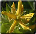 Тирлич жовта (1 січня - 10 січня)   Таємничий квітка, що символізує літнє тепло і світло
