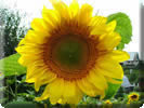 Соняшник (3 серпня - 12 серпня)   Ця квітка сонця яскравий і успішний