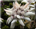 Едельвейс (23 грудня - 31 грудня)   Дуже рідкісний гірська квітка
