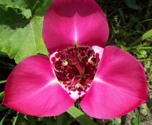 Тігрідія Лілацеа - сорт з ніжними рожевими пелюстками, діаметр квітки до 10см зі строкатою серединкою