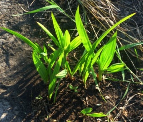 Садити розсаду у відкритий грунт можна в травні, коли стабілізується тепла погода