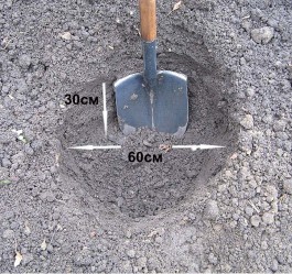 Діаметр кореневої шийки повинен бути однаковим вище і нижче місця щеплення і не перевищувати 5-8 мм